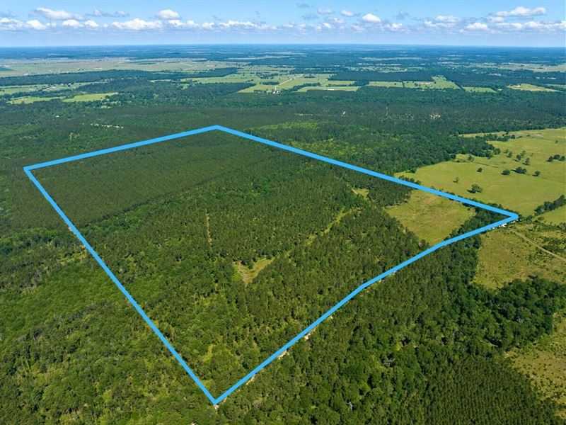 205 Acres, Bo Brown Road : Trinity : Trinity County : Texas