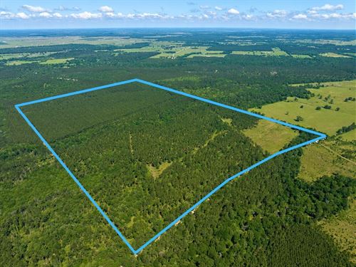 205 Acres, Bo Brown Road : Trinity : Texas