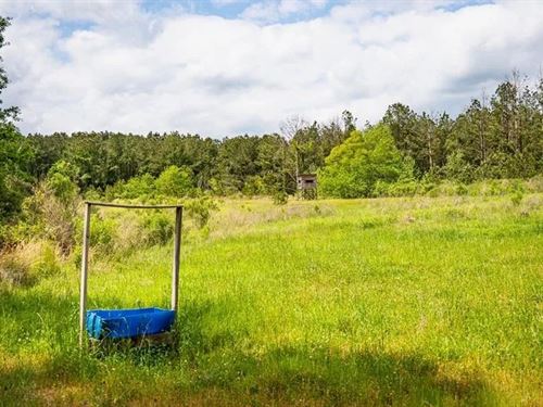 Homochitto Natl Forest Hunting Pro : Crosby : Wilkinson County : Mississippi