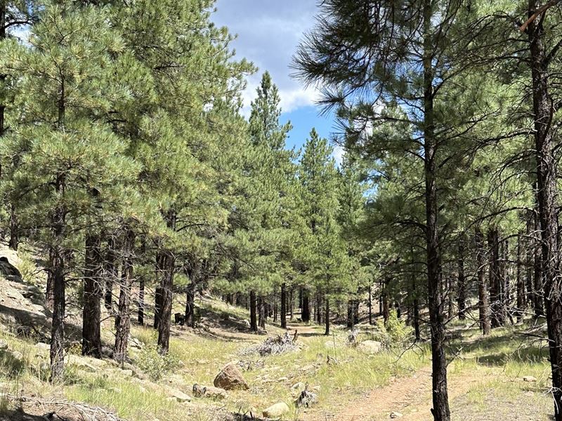 Zuni Mountains Seclusion : Bluewater : Cibola County : New Mexico