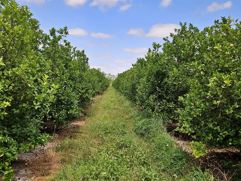 Orange Avenue Citrus Grove : Fort Pierce : Saint Lucie County : Florida