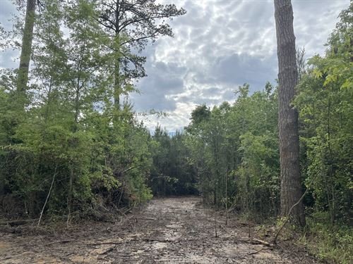 Spay Road 13 Tract : McCool : Choctaw County : Mississippi