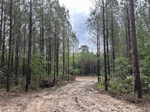 Spay Road 56 Tract : McCool : Choctaw County : Mississippi