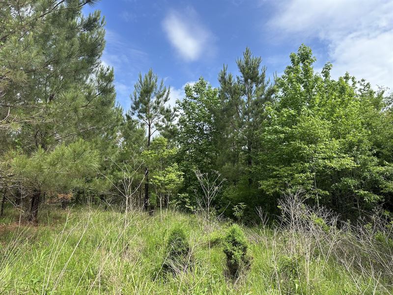 Spay Road 36 Tract : McCool : Choctaw County : Mississippi