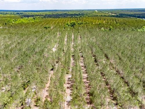 437 Ac Recreational Timber Investme : Marianna : Jackson County : Florida
