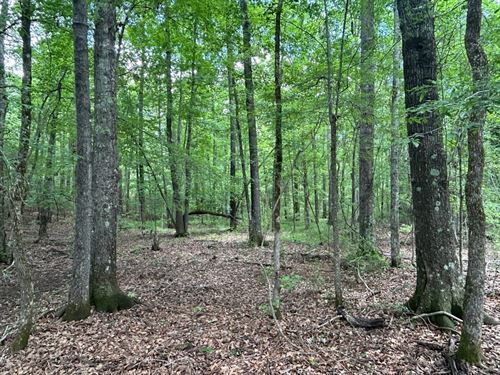 Hunting Close to Macon : Dry Branch : Twiggs County : Georgia