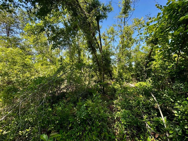 18.5 Acres Waterfront : Madison : Madison County : Florida