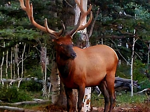 Uncompahgre Elk 180 : Montrose : Colorado