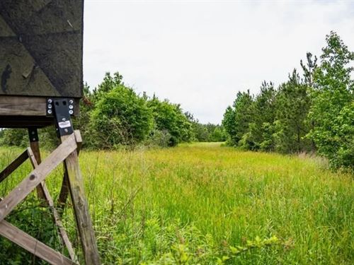 Hunting Land in Mousehouse Parish : Bastrop : Morehouse Parish : Louisiana