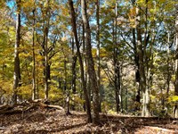 69 Acres, Union County, Georgia : Young Harris : Union County : Georgia