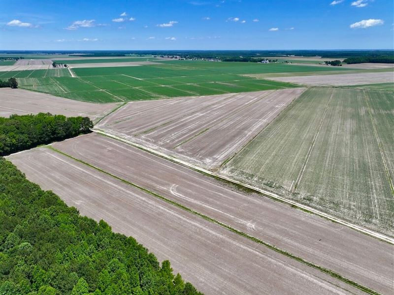39.3 Acres of Prime Agricultural Fa : Shawboro : Currituck County : North Carolina