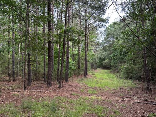 26 Ac Cr7 Conecuh Co, AL : Repton : Conecuh County : Alabama