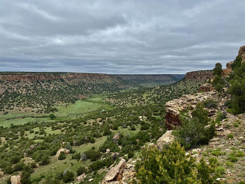 Poitry Canyon Trophy Elk, Mule Deer : Branson : Las Animas County : Colorado
