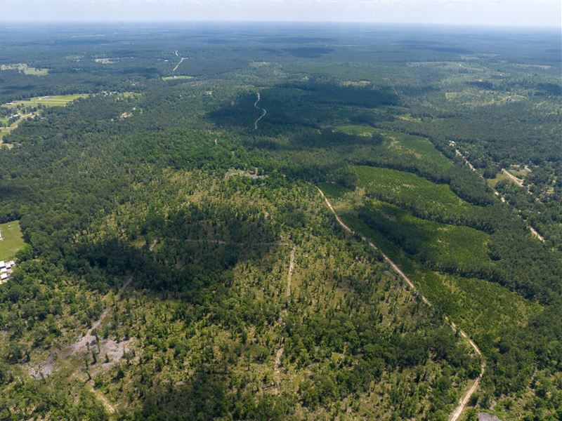 1,800 Acres, FM 355 : Trinity : Trinity County : Texas