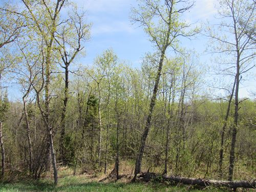 288 +/- Wooded Acreage : Amasa : Iron County : Michigan