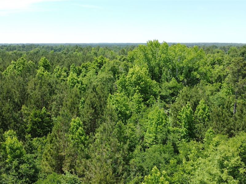 Anderson Parrish Retreat : Portal : Bulloch County : Georgia