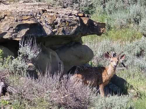 North Elkhead Tract 3 : Craig : Moffat County : Colorado