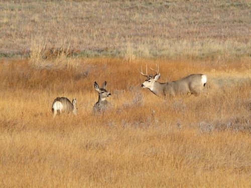 North Elkhead Tract 3 : Craig : Moffat County : Colorado