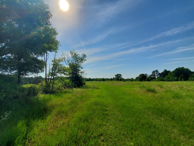 Rare Find- Crp Grass Land : Tuskegee : Macon County : Alabama