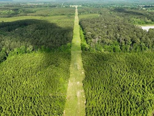 South Mississippi Hunting Paradise : Osyka : Amite County : Mississippi