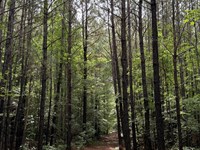 Quiet Tract of Land in The Country : Eagle Springs : Moore County : North Carolina