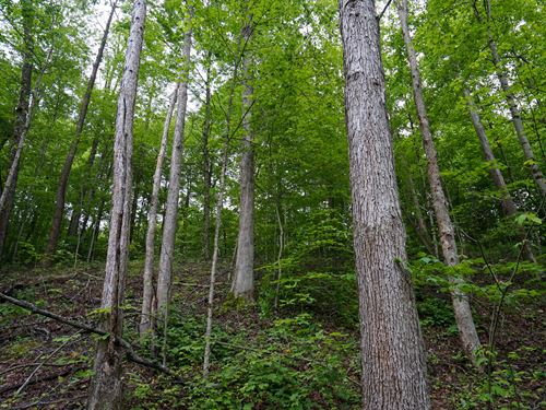 Twp Rd 460 Lot 1 33.989 : Woodsfield : Monroe County : Ohio