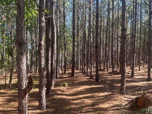 Long Leaf Farm : Sylvania : Screven County : Georgia