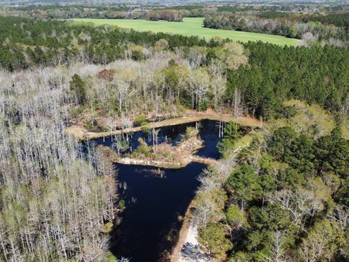 440 Acre Highnote Tract, Timber : Hartford : Geneva County : Alabama