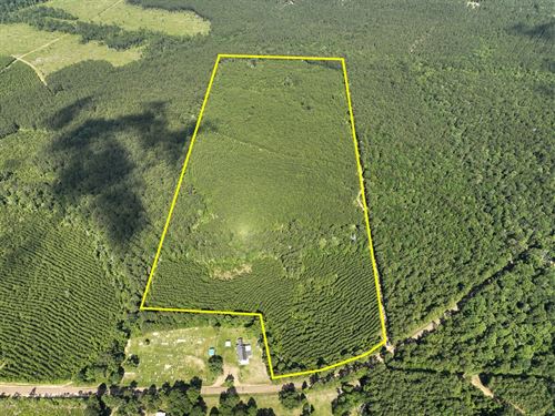 60 Acres, County Road 3550, 01438 : Woodville : Tyler County : Texas