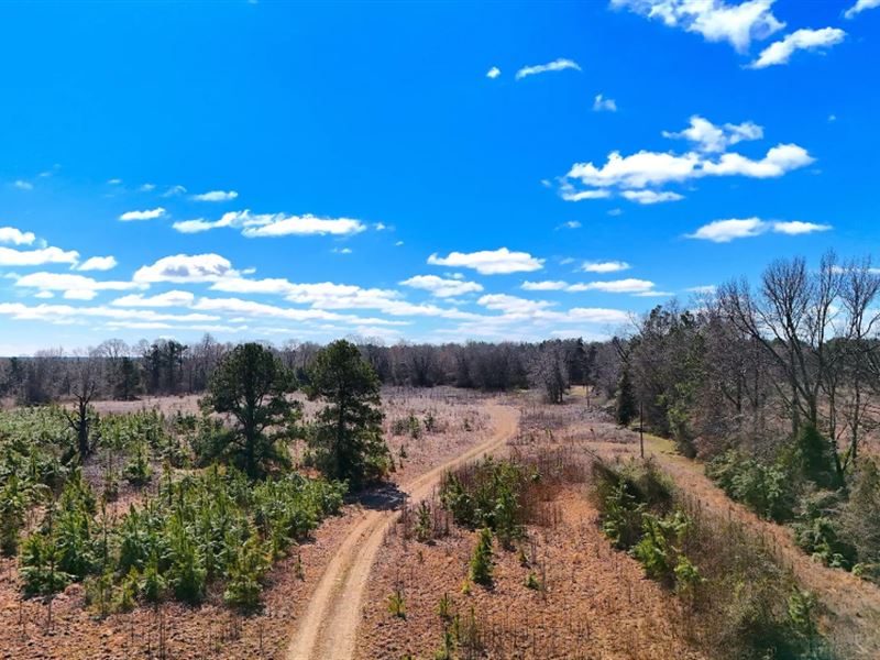 60 Acres of Timberland : Dalark : Dallas County : Arkansas