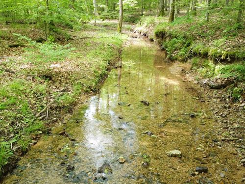 252 Acres Hickman County TN : Centerville : Hickman County : Tennessee