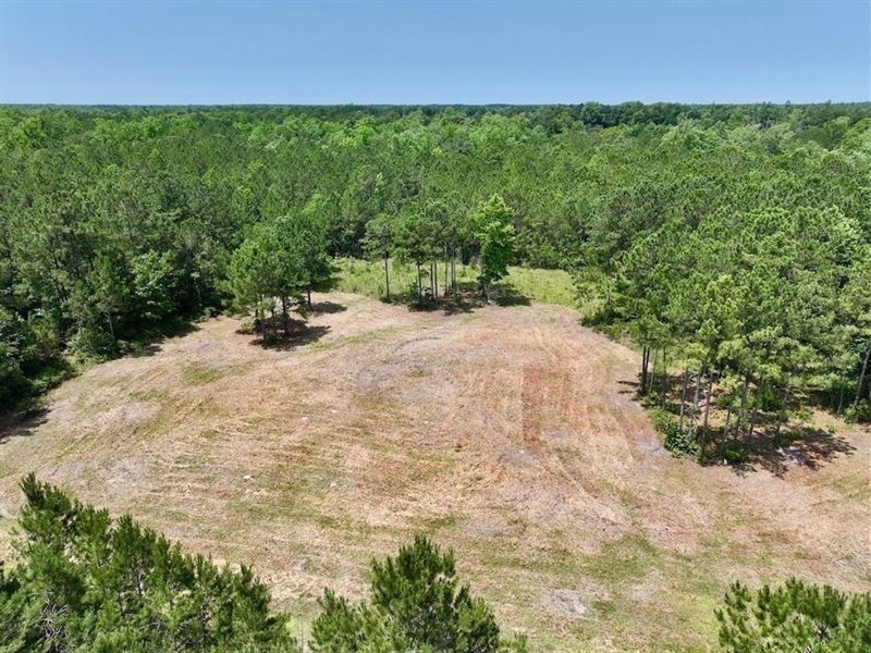 704 Acres of Timber, Hunting : Grantsboro : Pamlico County : North Carolina