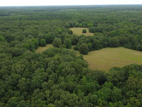 Bottomland Hardwoods and Food Plots : Dewitt : Arkansas County : Arkansas