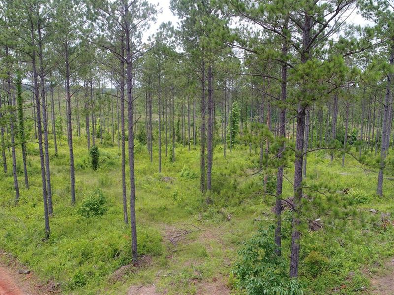 245 Acres Elmore County : Equality : Elmore County : Alabama
