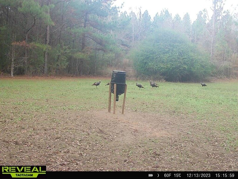 Creek, Critters, Comfort : Wesson : Copiah County : Mississippi