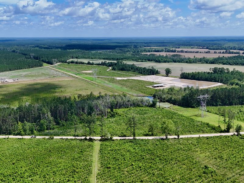 12 Acres in The Country : Odum : Wayne County : Georgia