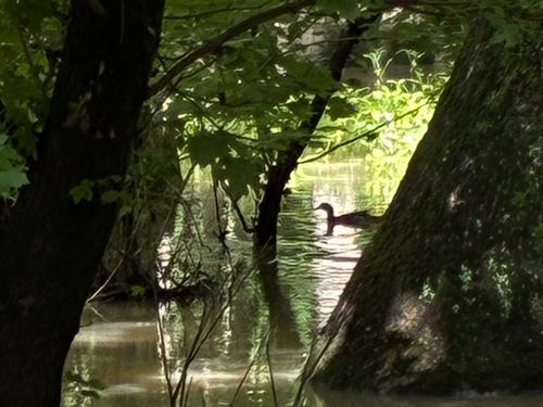 Casey Road 172 : Cotton Plant : Woodruff County : Arkansas