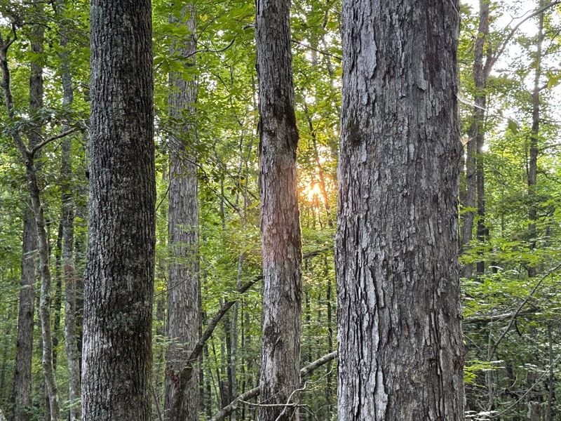 12.18 Acres, Camp Hill, Tallapo : Camp Hill : Tallapoosa County : Alabama