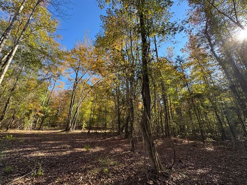 11.42 Acres, Camp Hill, Tallapo : Camp Hill : Tallapoosa County : Alabama
