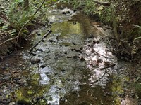 19.37 Acres, Camp Hill, Tallapo : Camp Hill : Tallapoosa County : Alabama