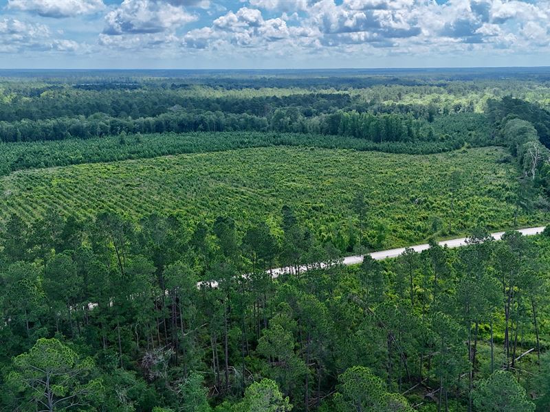 40 Acre Country Retreat with Pines : Odum : Wayne County : Georgia