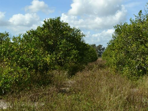 Masterpiece Grove, North 14 Acres : Lake Wales : Polk County : Florida