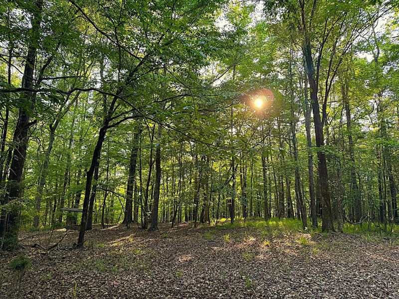 Prime Recreational or Development : Salem : Lee County : Alabama