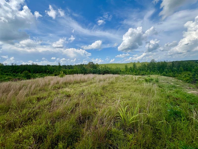 50 Acres in vernon, Alabama : Vernon : Lamar County : Alabama
