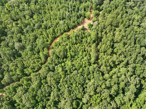 62 Acres, County Road 2065 : Crockett : Houston County : Texas