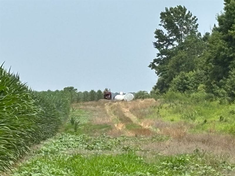 277 Row Crop with Duck Hole : Star City : Lincoln County : Arkansas