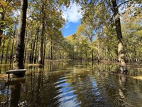 Cache Bottoms Flooded Timber : Biscoe : Monroe County : Arkansas