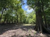 Cache Bottoms Flooded Timber : Biscoe : Monroe County : Arkansas