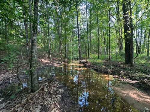 Cave Mountain Branch Tract : Centreville : Bibb County : Alabama