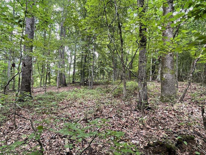 Acreage, Estate Tract Near Roopvil : Roopville : Heard County : Georgia